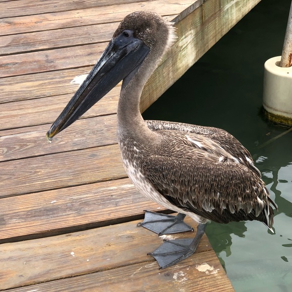 Meet the Posher Other - Meet your Posher, Suzanne
